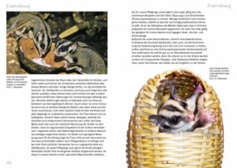 Preview: Der Sugar Glider